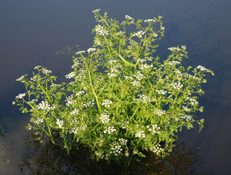 Image of Oenanthe aquatica specimen.