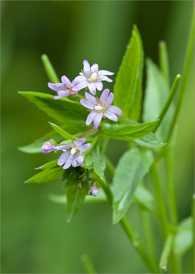 Image of Epilobium adenocaulon specimen.