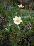 Dryas caucasica