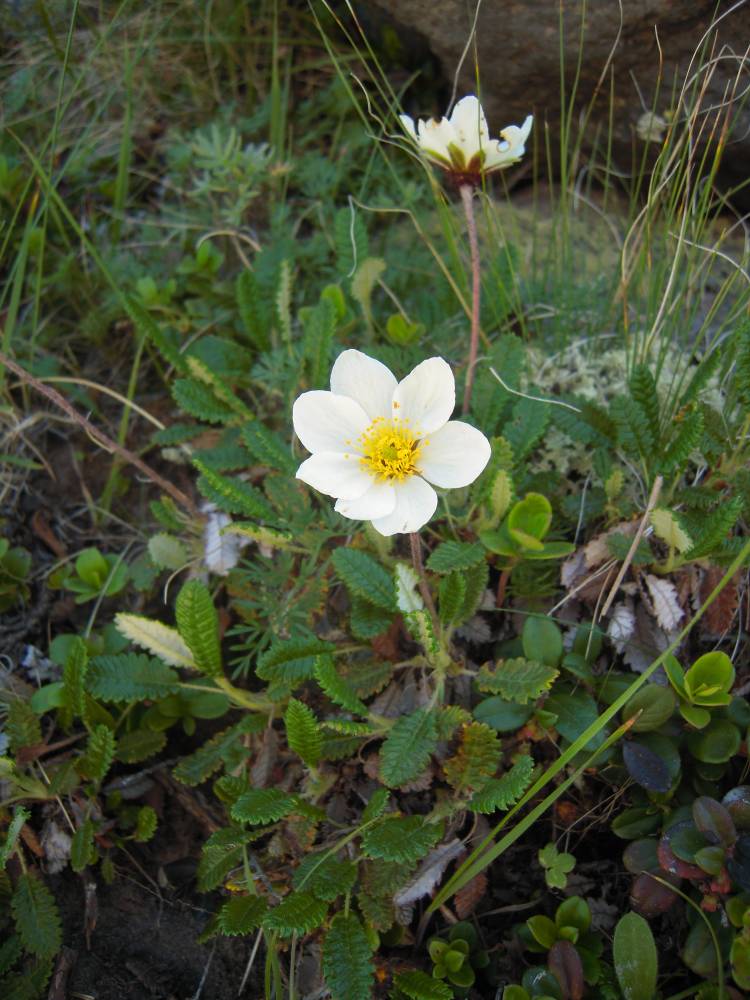 Image of Dryas caucasica specimen.