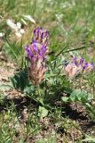 Astragalus laguroides