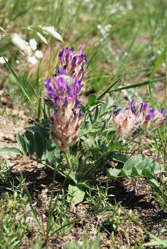 Изображение особи Astragalus laguroides.