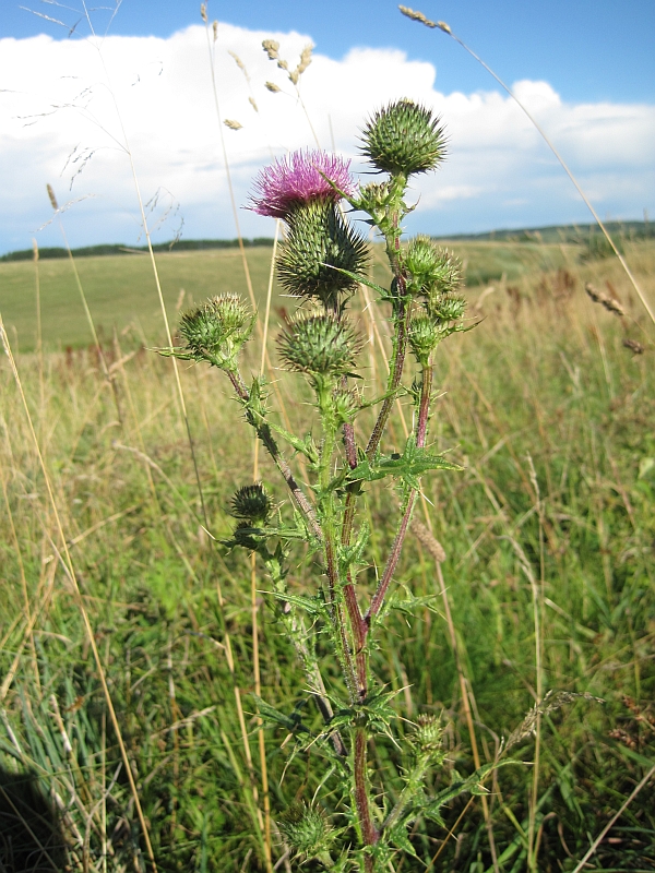 Изображение особи Cirsium vulgare.