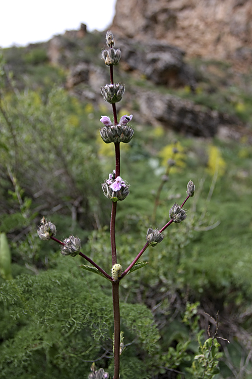 Изображение особи Phlomoides brachystegia.