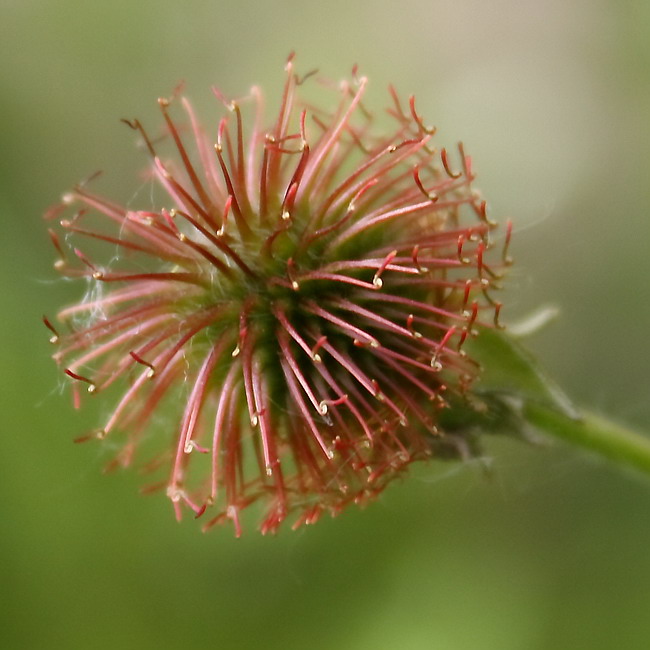 Изображение особи Geum urbanum.