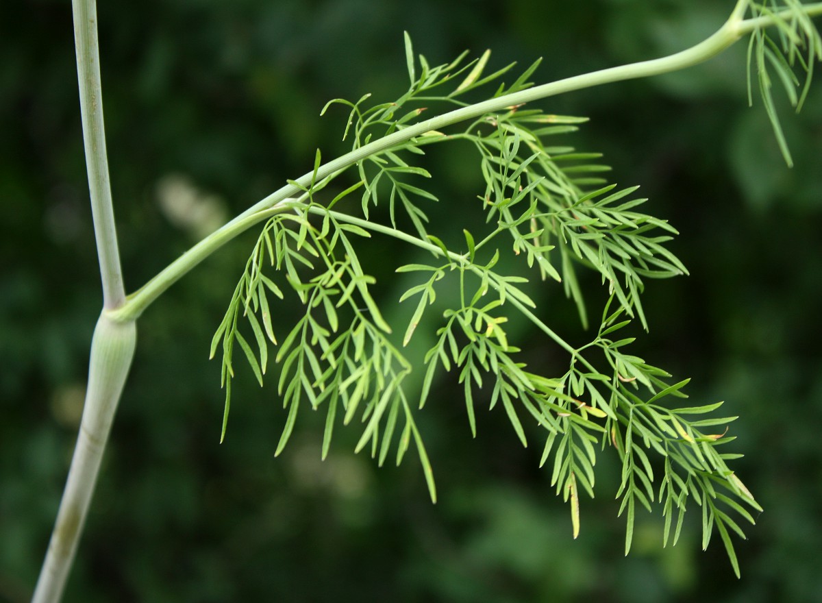 Image of Chaerophyllum bulbosum specimen.