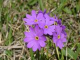 Primula algida