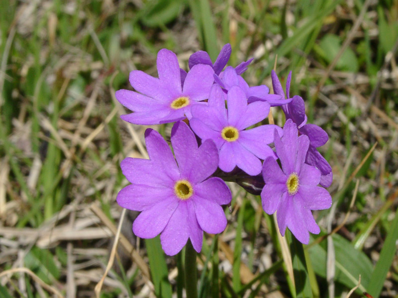 Image of Primula algida specimen.