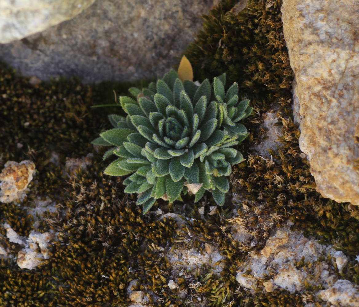 Изображение особи Draba siliquosa.