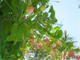 Combretum indicum. Соцветие с бутонами. Израиль, г. Беэр-Шева, городское озеленение. 11.08.2012.