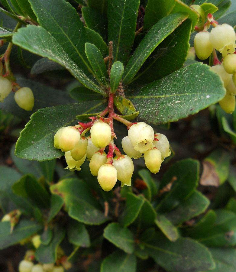 Image of Arbutus unedo specimen.