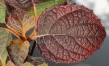 Hydrangea quercifolia. Верхушка побега с листьями в осенней окраске. Германия, г. Кемпен, в парке. 11.11.2012.