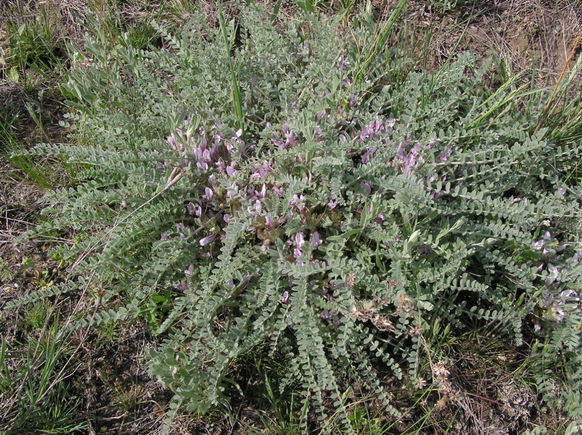 Изображение особи Astragalus testiculatus.