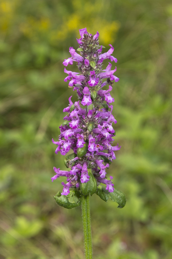 Изображение особи Betonica officinalis.