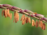 View full-size image Zea mays