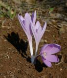 Colchicum hierosolymitanum. Цветущее растение (в центре правого цветка притаилась улитка). Israel, Lower Galilee, Ya'ar Lavi. 24.11.2011.