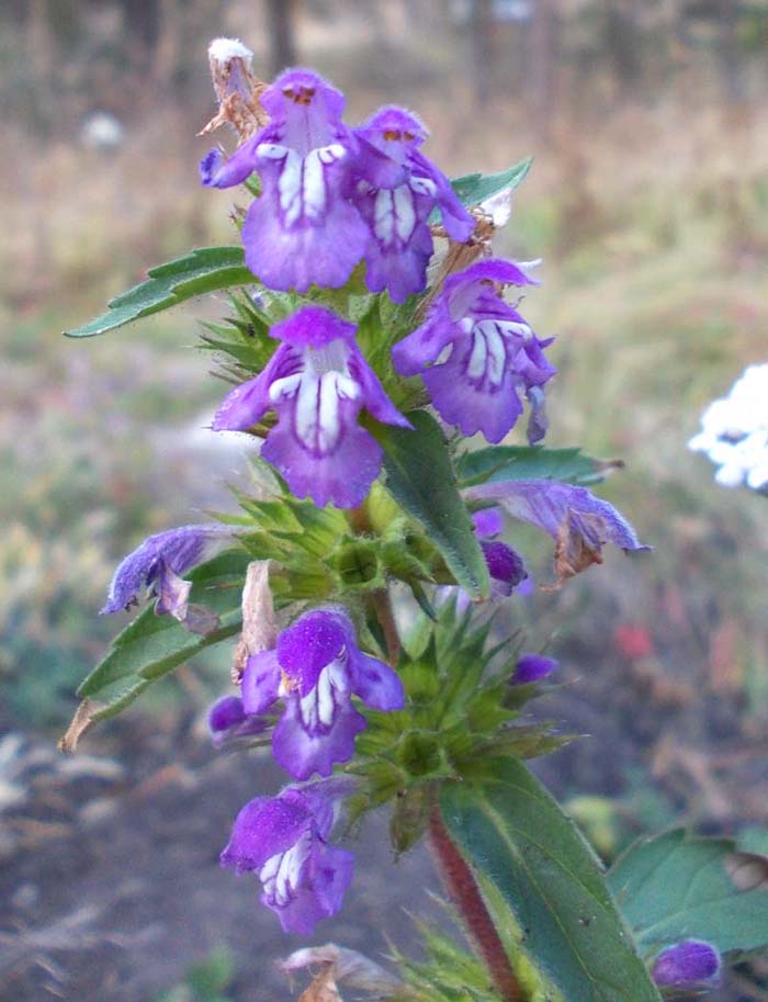 Изображение особи Galeopsis ladanum.