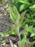 Oenothera pilosella