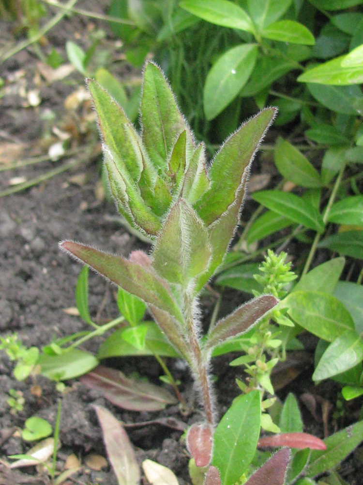 Изображение особи Oenothera pilosella.