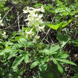 Corydalis marschalliana