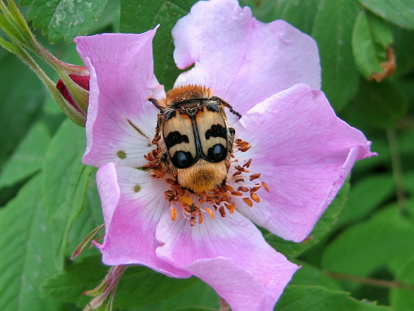 Image of Rosa rugosa specimen.