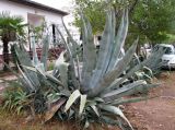 Agave americana. Вегетирующее растение. Хорватия, Истрия, пос. Баньоле, между дорогой и оградой дома. 03.09.2012.