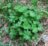 genus Alchemilla