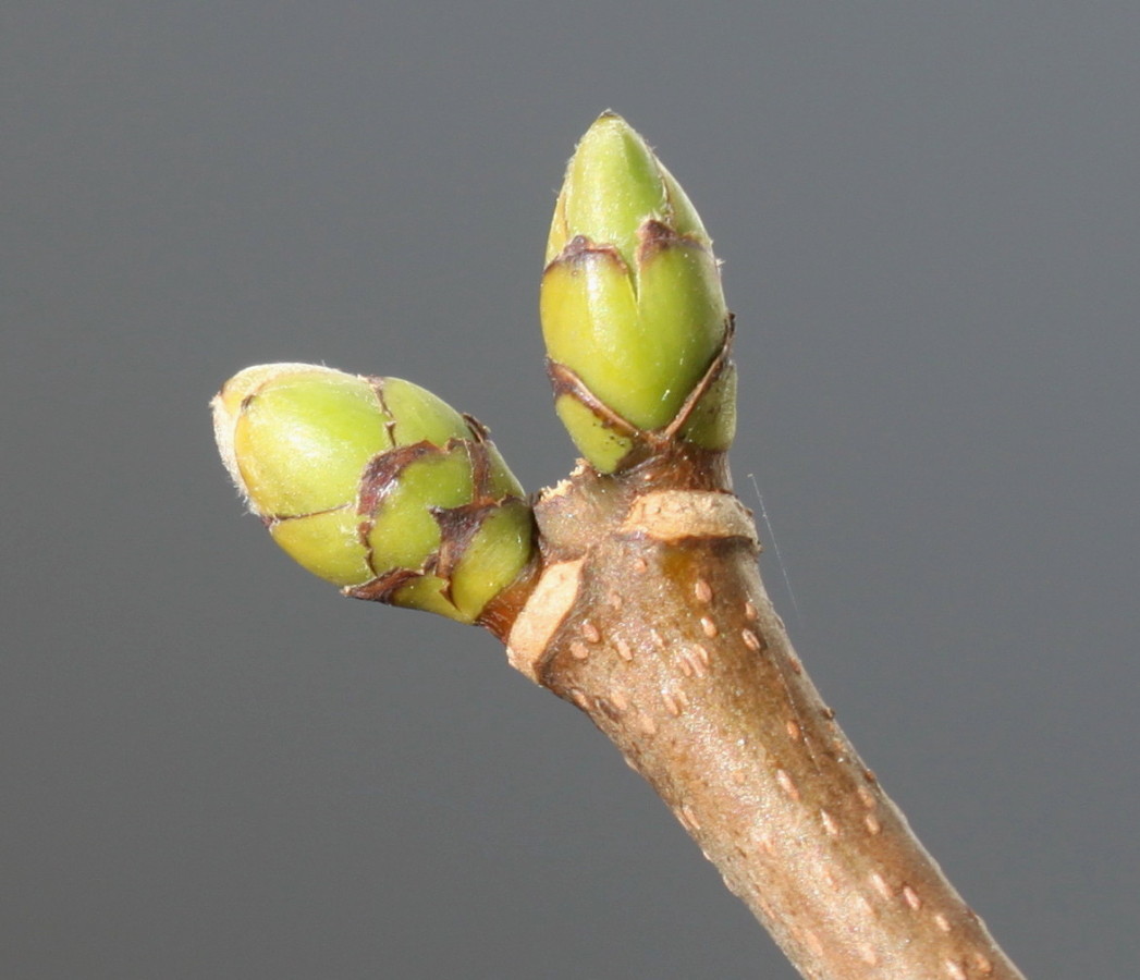 Изображение особи Syringa vulgaris.