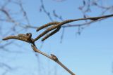 genus Betula. Веточки с соцветиями. Германия, г. Кемпен, в городском саду. 05.03.2013.