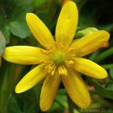 Ficaria verna. Цветок. Ростовская обл., г. Таганрог. 26.03.2013.