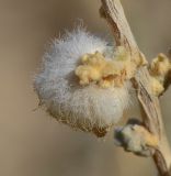 Salsola cyclophylla. Галл. Израиль, центральная Арава, предгорье. 18.03.2013.