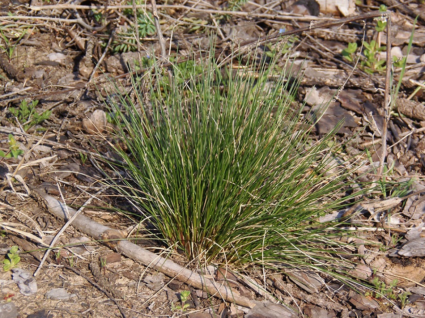 Изображение особи семейство Poaceae.