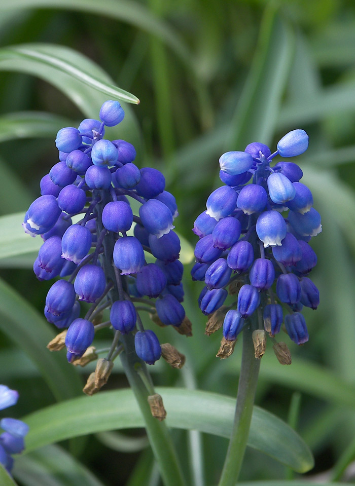 Image of Muscari armeniacum specimen.