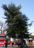 Abies nordmanniana. Старое дерево. Ставропольский край, г. Кисловодск, городской парк отдыха. 30.03.2013.