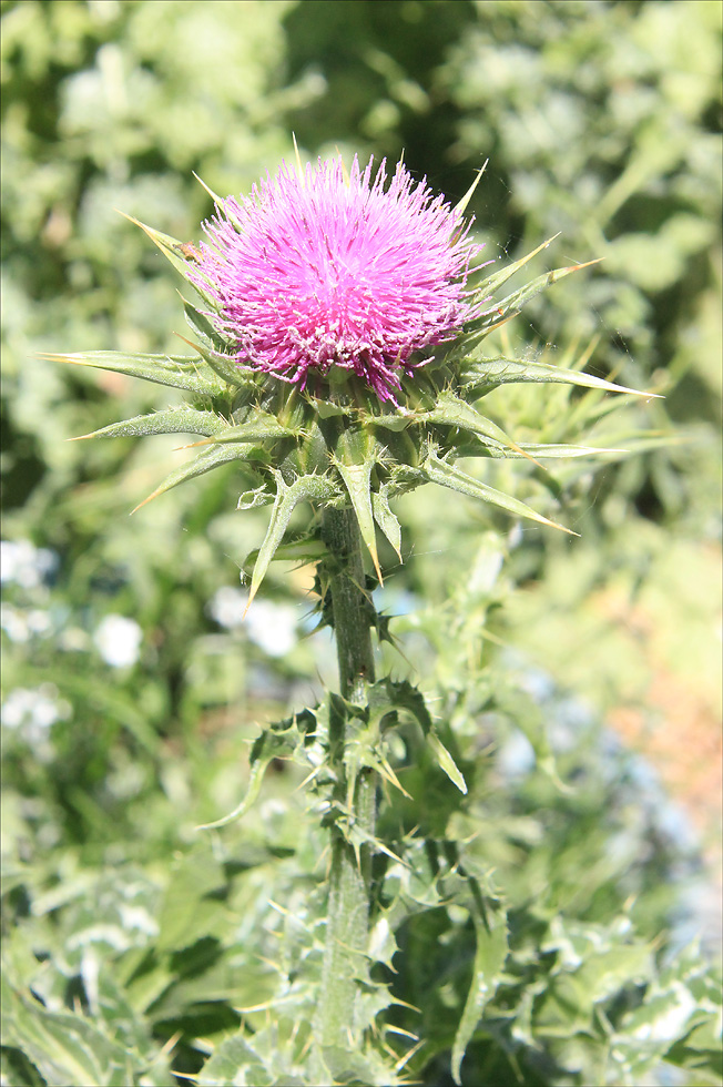 Изображение особи Silybum marianum.