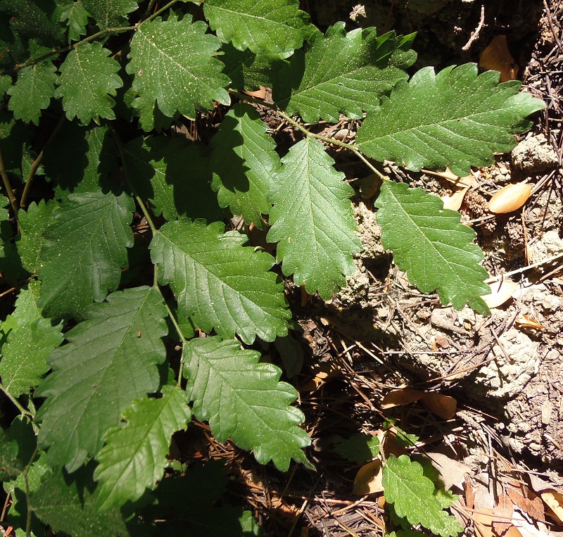 Изображение особи Zelkova carpinifolia.