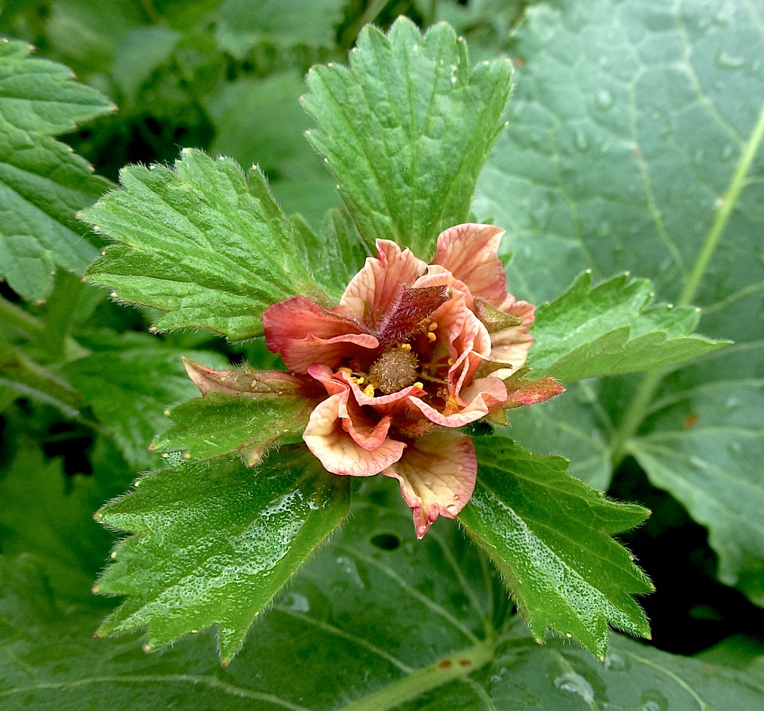 Image of Geum rivale specimen.