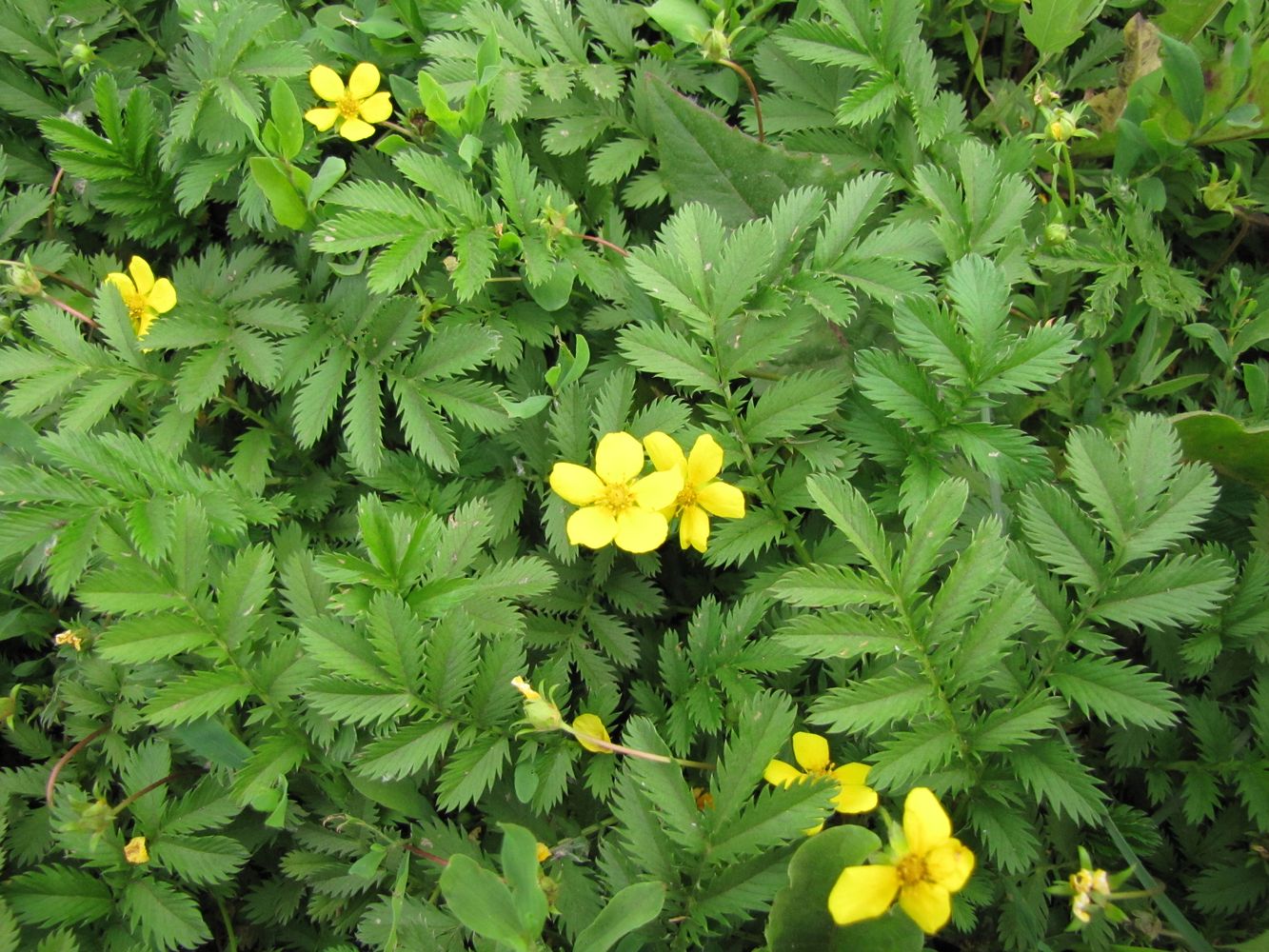 Изображение особи Potentilla anserina.