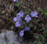 Image of taxon representative. Author is Роланд Цандекидис