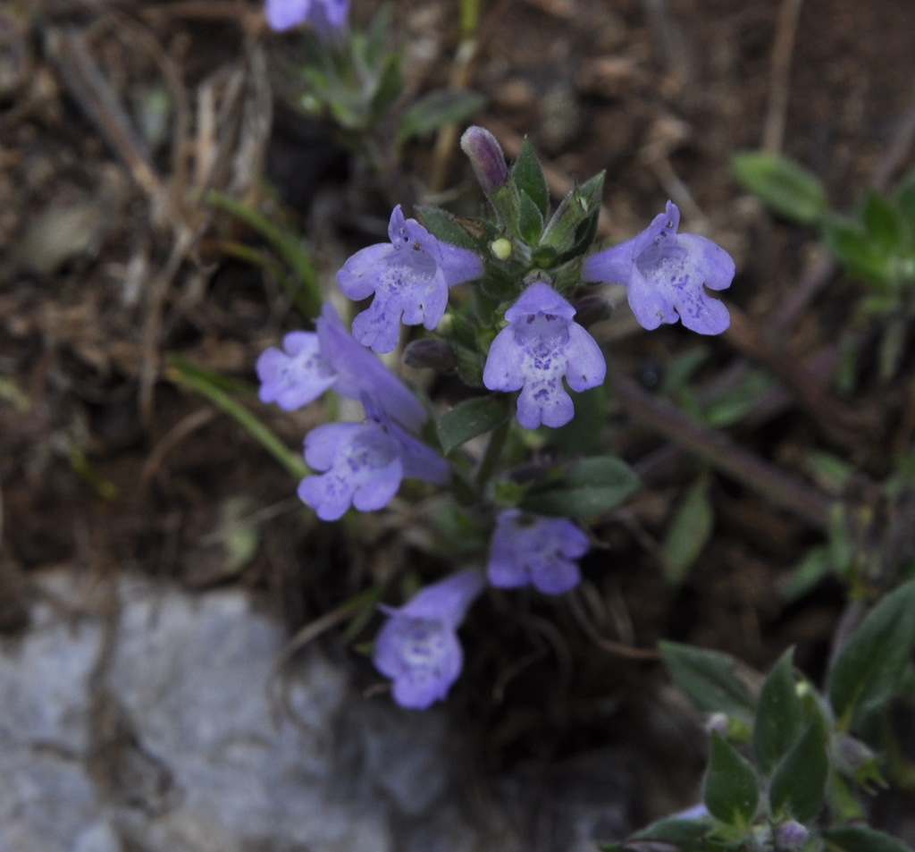 Image of genus Thymus specimen.