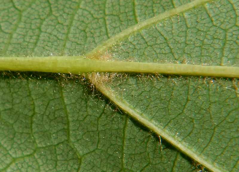 Image of Tilia cordata specimen.