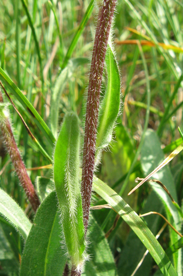 Image of Erigeron orientalis specimen.