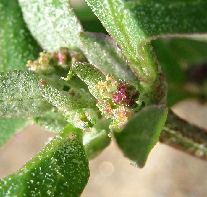 Image of Atriplex nudicaulis specimen.