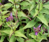 Penstemon serrulatus