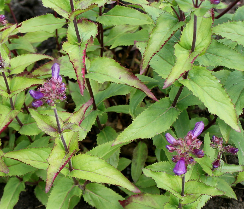 Image of Penstemon serrulatus specimen.