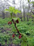 Ribes latifolium. Верхушка побега с соцветиями. Курильские о-ва, о. Шикотан, окр. села Крабозаводское, пойма лесной речки. 03.06.2013.