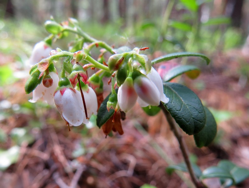 Изображение особи Vaccinium vitis-idaea.