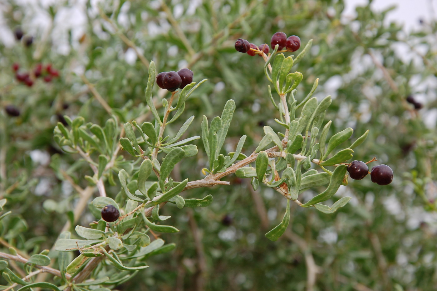 Image of Nitraria schoberi specimen.