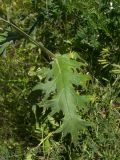 Cirsium chlorocomos