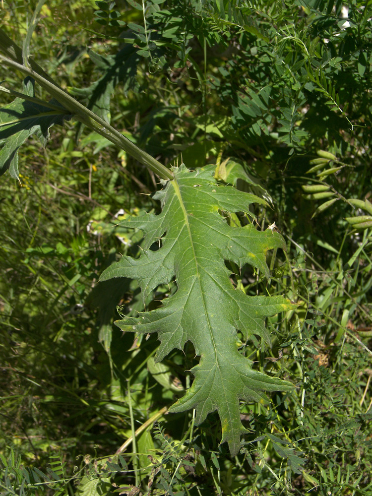 Image of Cirsium chlorocomos specimen.